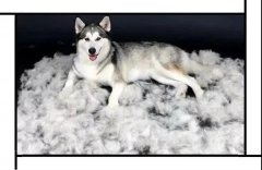 毛質(zhì)差、過度脫毛？華興重磅推出犬美毛處方糧